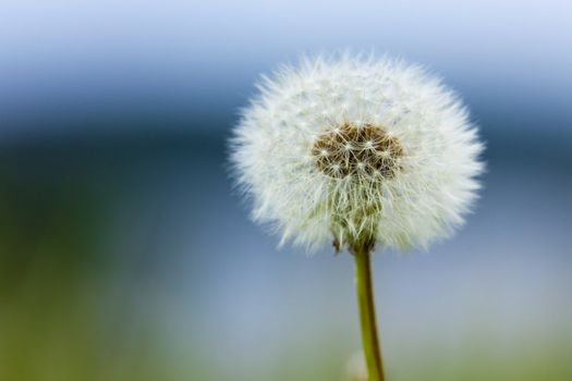 Dandelion on a background of a forest lake and sky