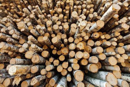 The wall of the barrel sawn birch timber cutting