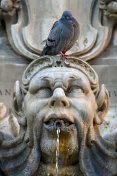 Pigeon sitting on a sculpture. Fountain on the Piazza della Rotonda in Rome. Detail