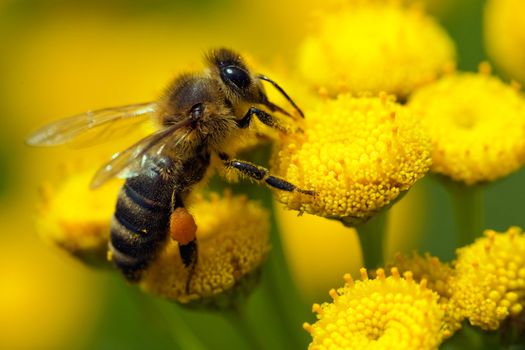 �lose-up bee on yellow flower collects nectar