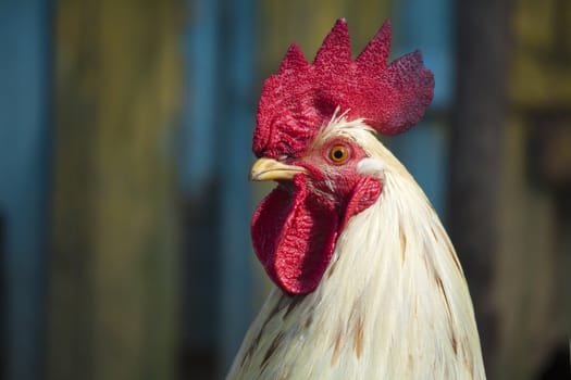 CU of white cock against the wall of the shed