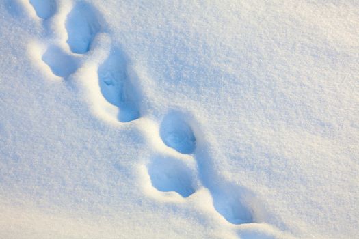 Footprints in the snow in the evening light