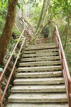 stairway to jungle, Khao Yai national park, Thailand