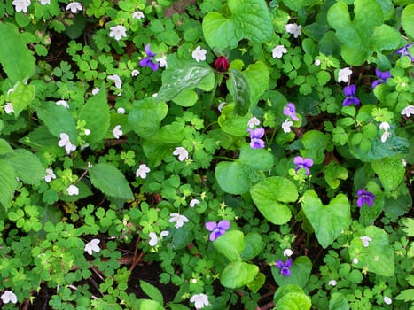 Background of wildflowers blooming at Apple River Canyon State Park Illinois.