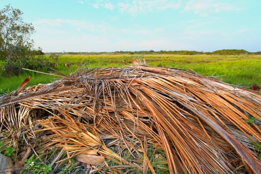 Dried palm fronds in the coastal prairie of Everglades National Park.