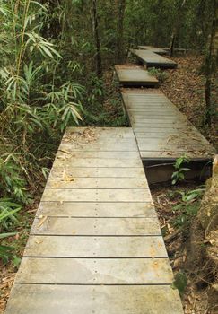 wooden boardwalk in forest, Khao Yai national park, Thailand