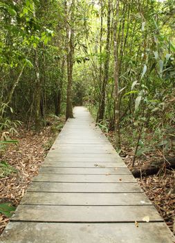 wooden boardwalk in forest, Khao Yai national park, Thailand