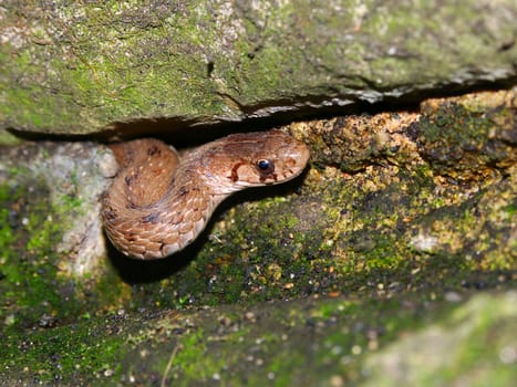 Brown Snake (Storeria dekayi) peeks out of its winter rock hideout in the spring.