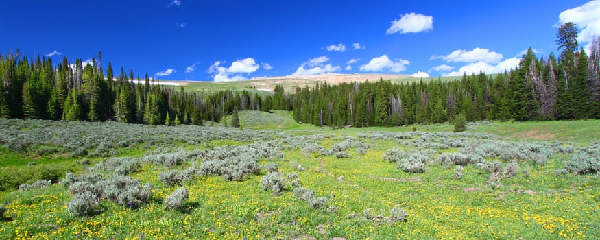 Wildflowers grow in a prairie of the Bighorn National Forest of Wyoming.