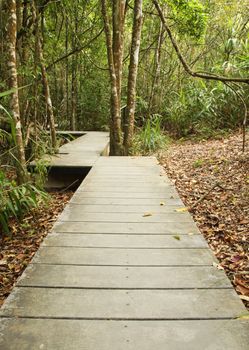 wooden boardwalk in forest, Khao Yai national park, Thailand