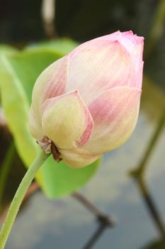 lotus bud in the pond