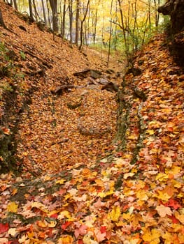 Autumn leaves blanket the landscape of Kishwaukee Gorge Forest Preserve in Illinois.