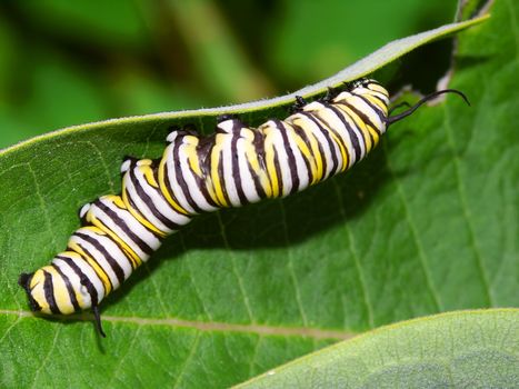 Monarch Butterfly Caterpillar feeds on milkweed in Illinois.