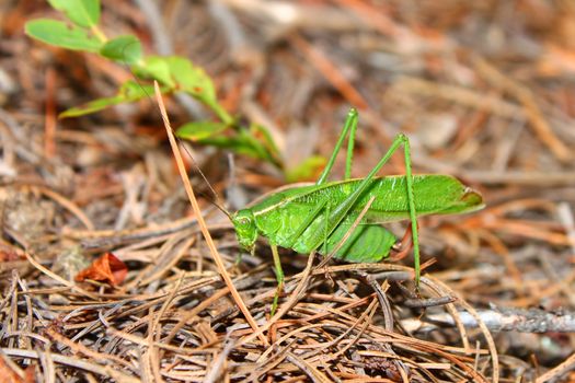 Fork-tailed Bush Katydid (Scudderia furcata) in the Northern Highland American Legion State Forest of Wisconsin.