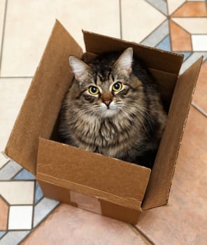 Cat sitting in a cardboard box