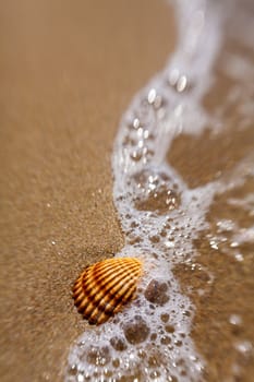 Shell in the sand is covered with foam wave