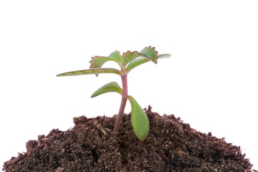 Young seedling growing in a soil isolated on white