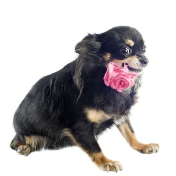 portrait of a cute purebred  chihuahua with flower in front of white background