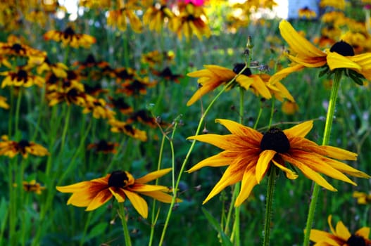 a field of brown eye susan