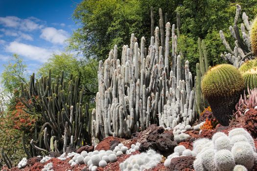 A desert garden of stunning cacti with cobalt blue sky.