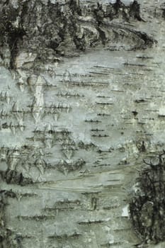 Tree bark over. Croast of the birch