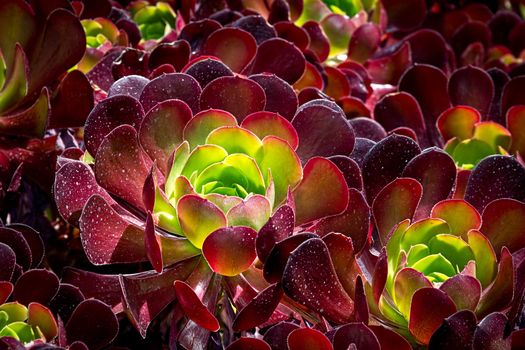 Stunning burgandy and green succulent from Southern California.