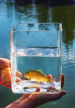 Small fish in a glass jar on the background of the lake