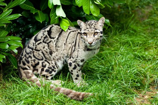 Female Clouded Leopard Sitting Under Bush Neofelis Nebulosa