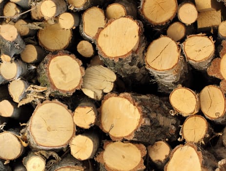 bunch of felled wood ready for the fireplace