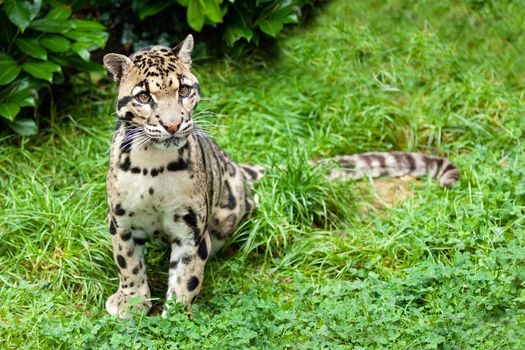 Clouded Leopard Stitting on Grass Pensive Neofelis Nebulosa