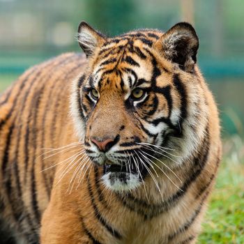 Head Shot of Beautiful Sumatran Tiger Panthera Tigris Sumatrae