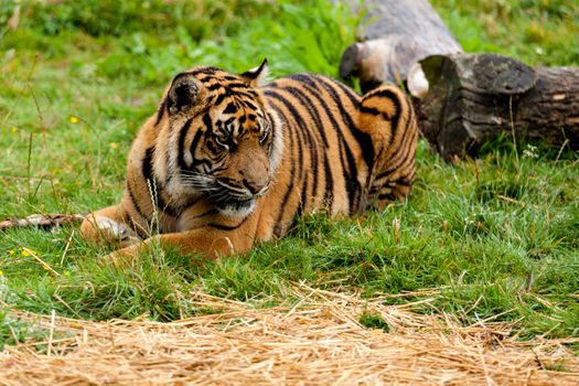 Sumatran Tiger Lying Down on the Grass Panthera Tigris Sumatrae
