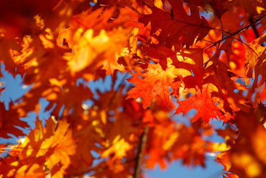 autumn leaves background in sunny day