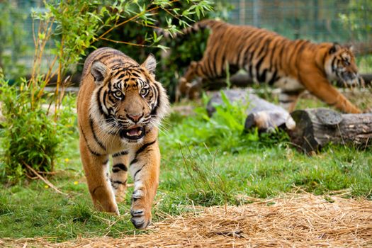 Two Young Sumatran Tigers Running and Playing Panthera Tigris Sumatrae