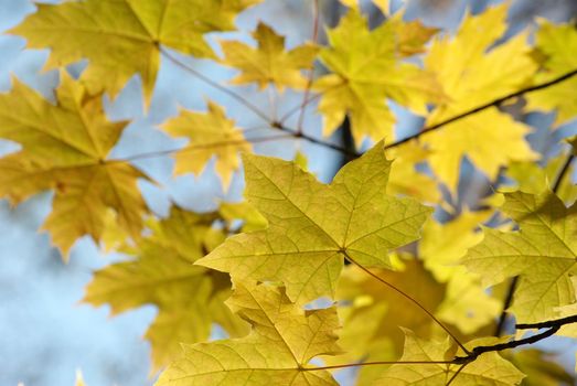 autumn leaves background in sunny day