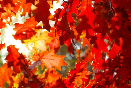 autumn leaves background in sunny day