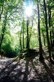 dramatic light in a forest