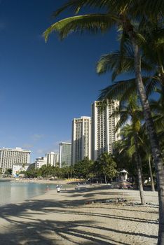 waikiki beach front palm trees and hotels, Honolulu, Hawaii