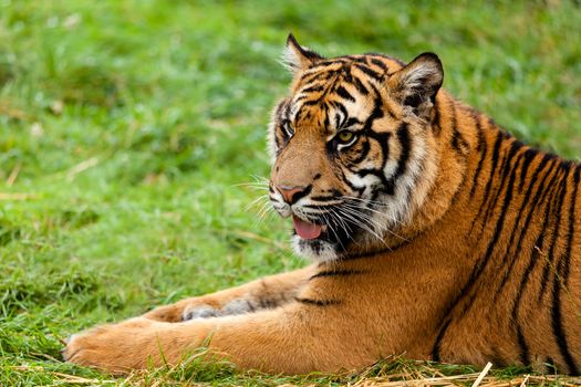 Portrait of Sumatran Tiger Lying Down Panthera Tigris Sumatrae