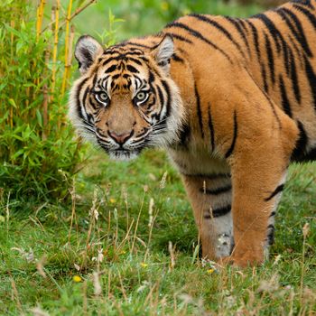 Head Shot of Sumatran Tiger in Grass Panthera Tirgris Sumatrae