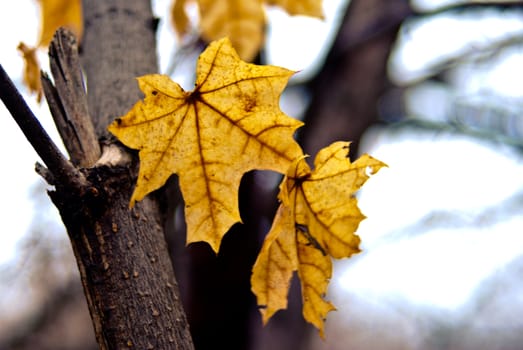 Yellow maple leaves in autumn park.