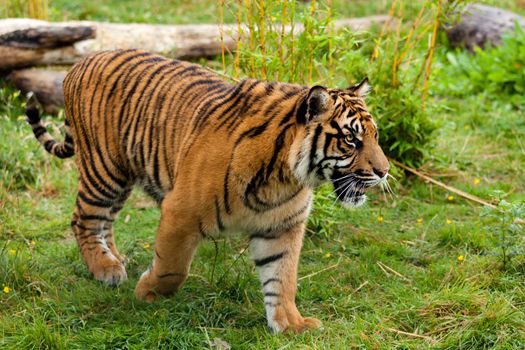Side Portrait of Young Sumatran Tiger Panthera Tigris Sumatrae