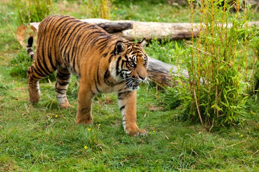 Young Sumatran Tiger Prowling Through Greenery Panthera Tigris Sumatrae