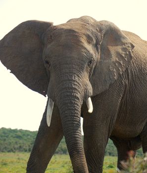 huge tusks on an elephant bull in south africa