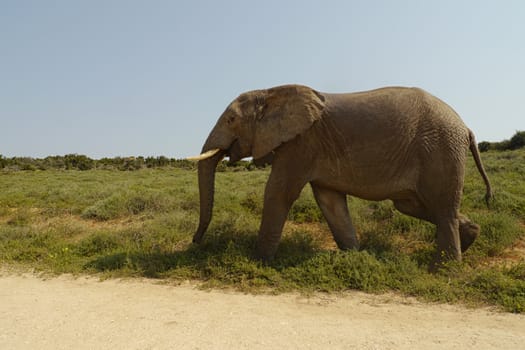 elephant walking next to the road