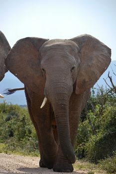 elephant walks down road in south africa