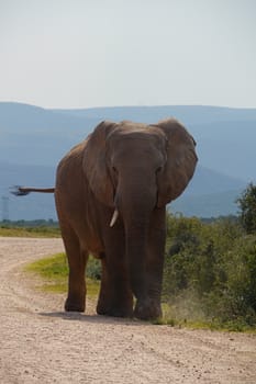 single elephant, classic view