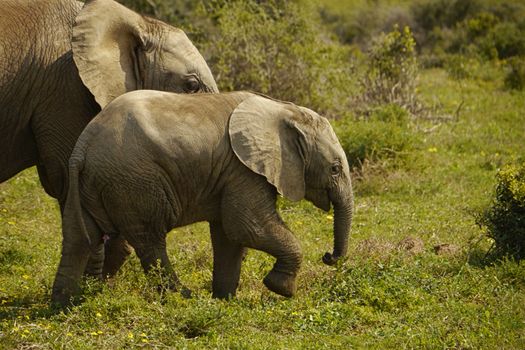 baby elephant walking