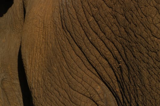 abstract detail of elephant skin