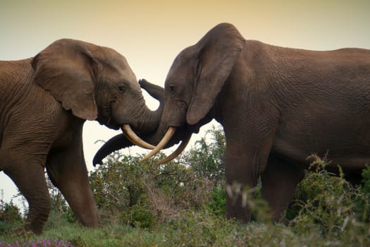 two elephants wrap trunks